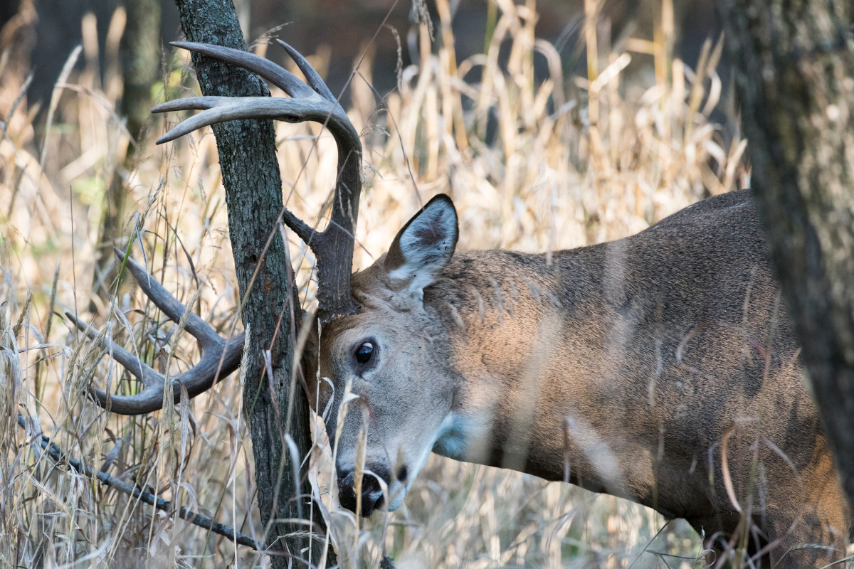 Button Buck Identification and Ethics of Harvesting Young Male Deer