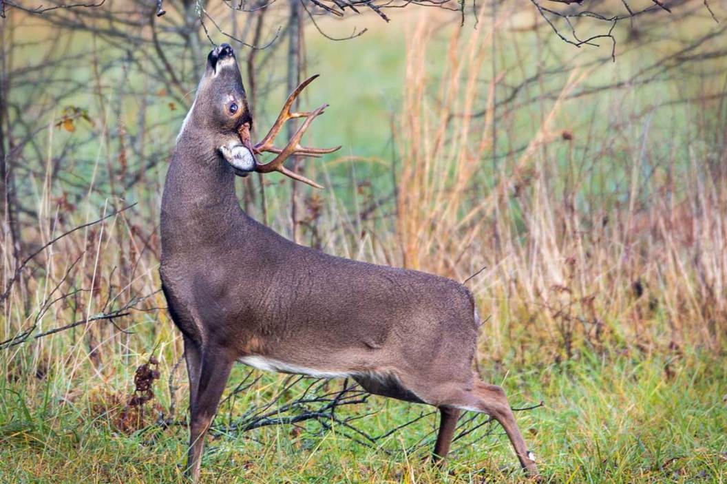 Deer Scrapes, Why They Make Them and What They Mean