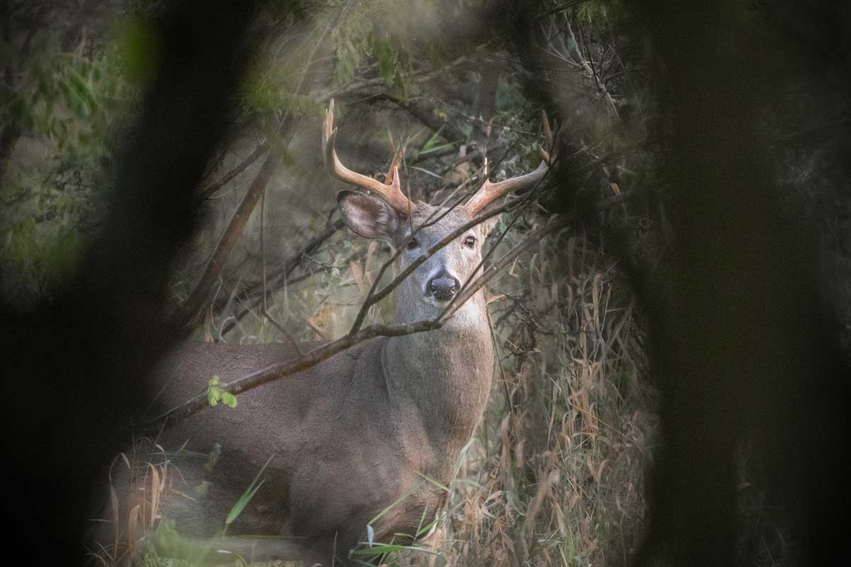 Smoking While Deer Hunting Real Effects It Has on Deer Behavior