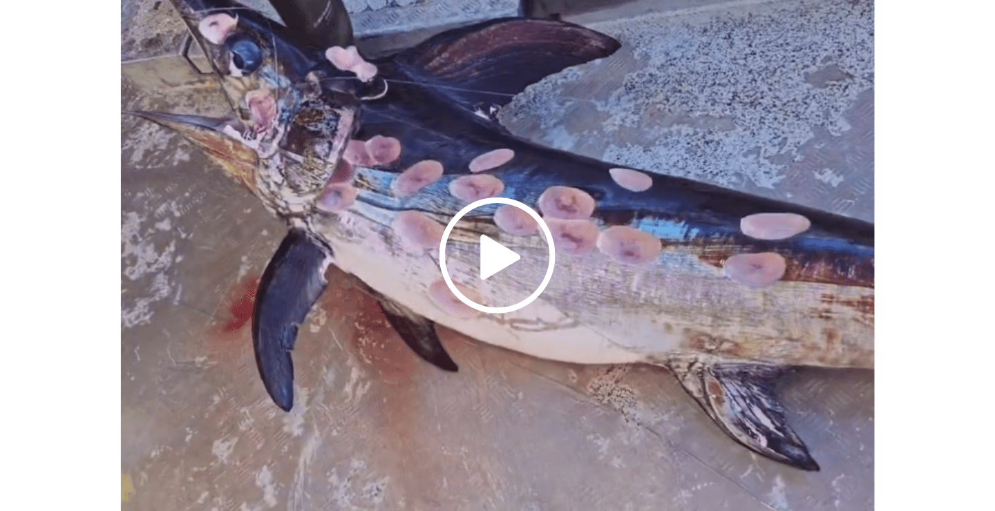 Video Swordfish Hauled In with Strange Round Holes Everywhere
