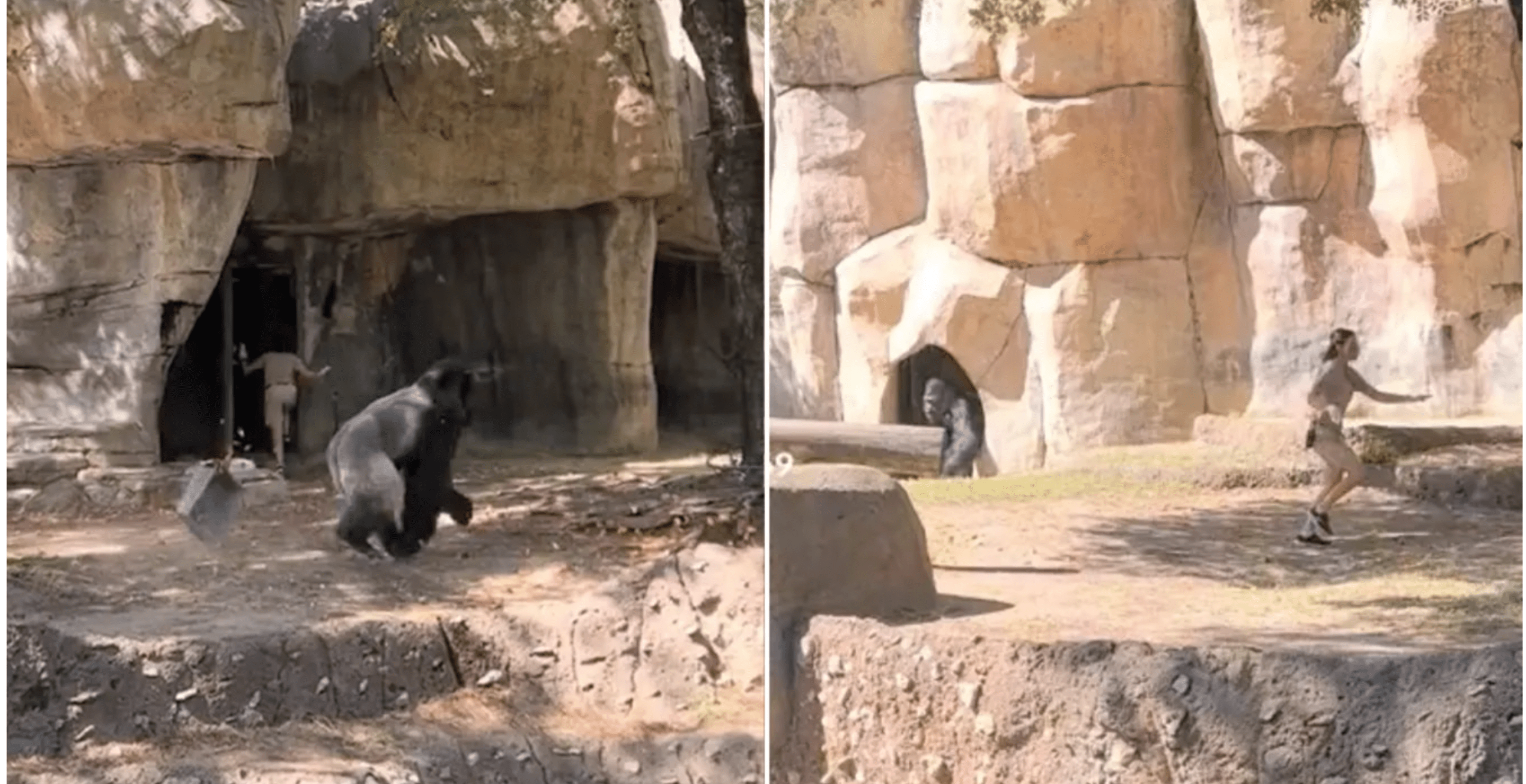 Watch Texas Zookeepers Get Trapped in Enclosure With Gorilla