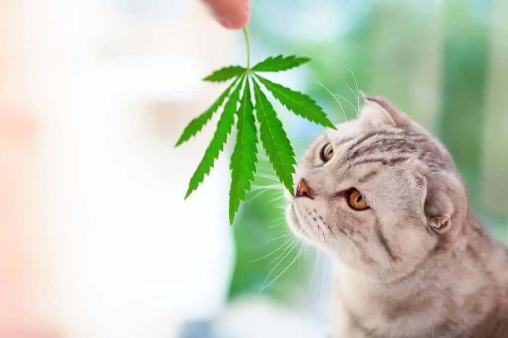 How to Use CBD Oil for Cats? Widget Box