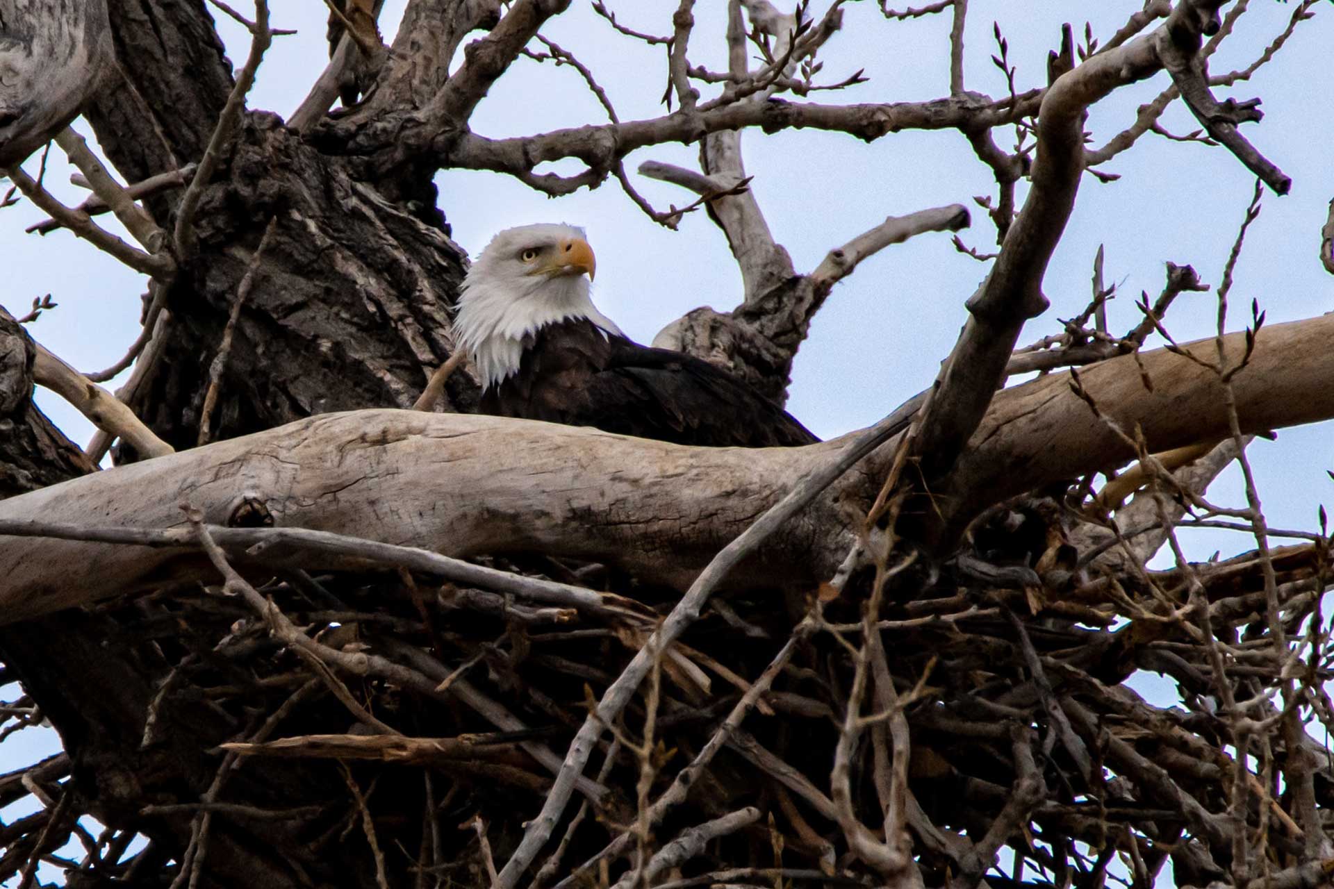 eagle2 Wisconsin Great River Road