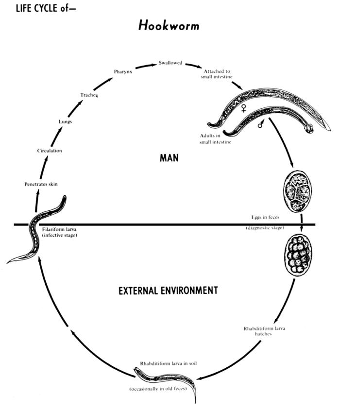 Ancylostomiasis laboratory findings wikidoc