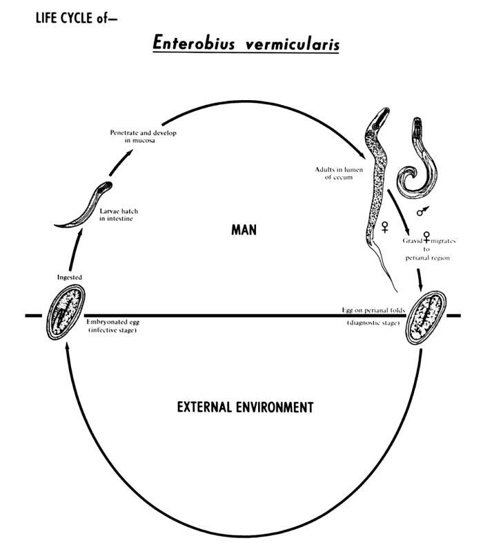 Enterobiasis pathophysiology wikidoc