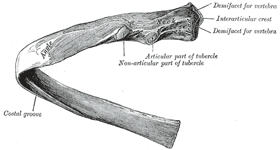 Neck of rib wikidoc