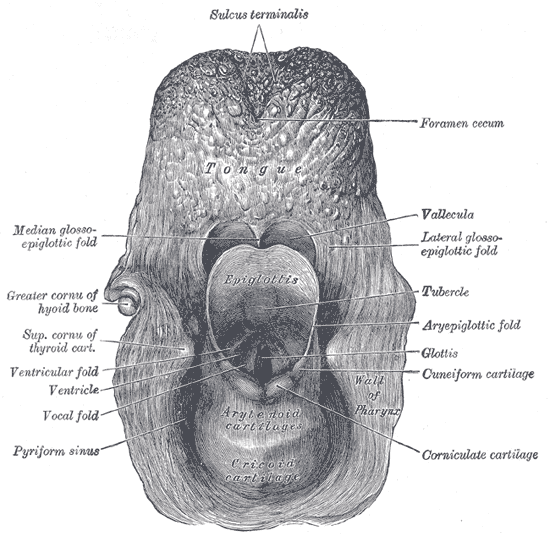 Epiglottis wikidoc