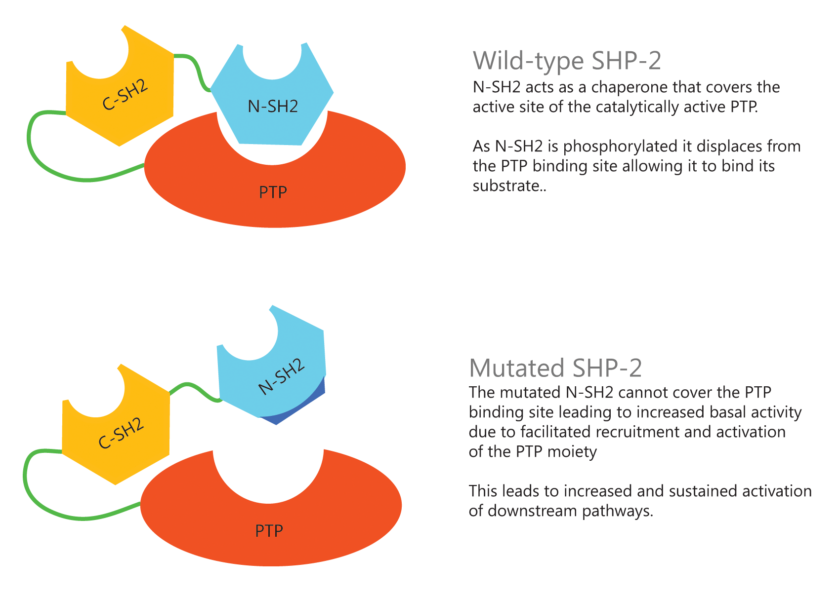 Noonan syndrome pathophysiology wikidoc