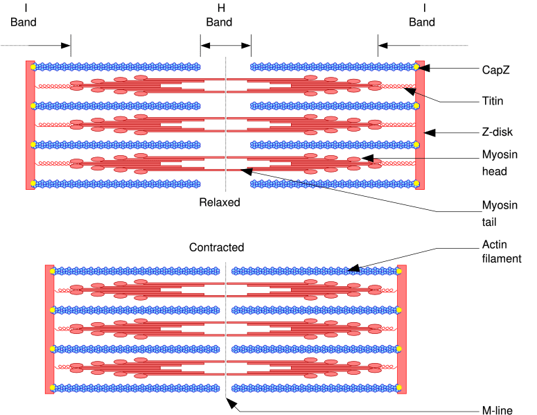 Muscle contraction wikidoc