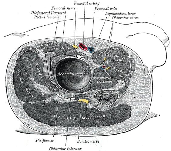 Gluteus minimus muscle wikidoc