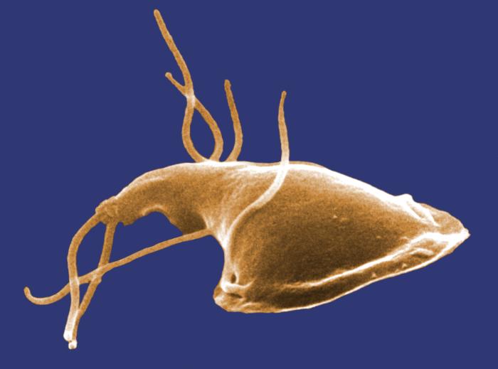 Giardia lamblia wikidoc