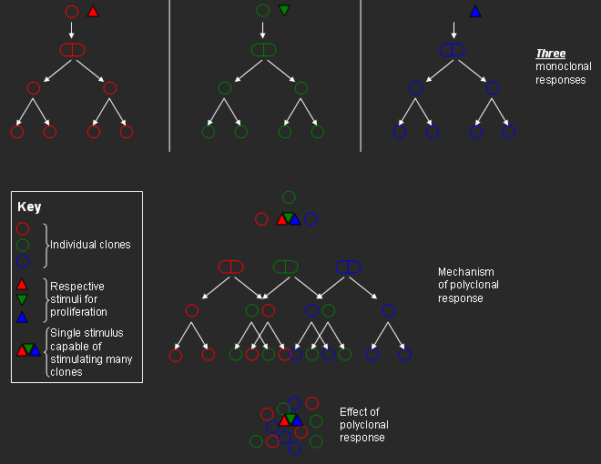 Clone (cell biology) wikidoc