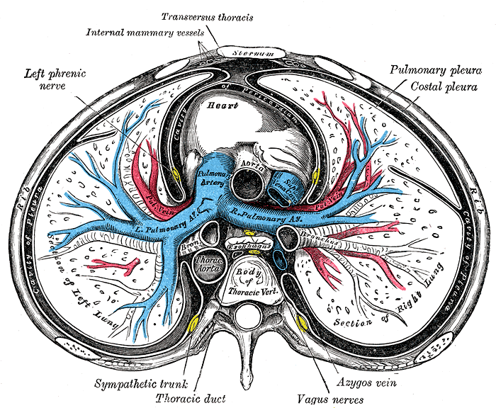 Pulmonary artery wikidoc