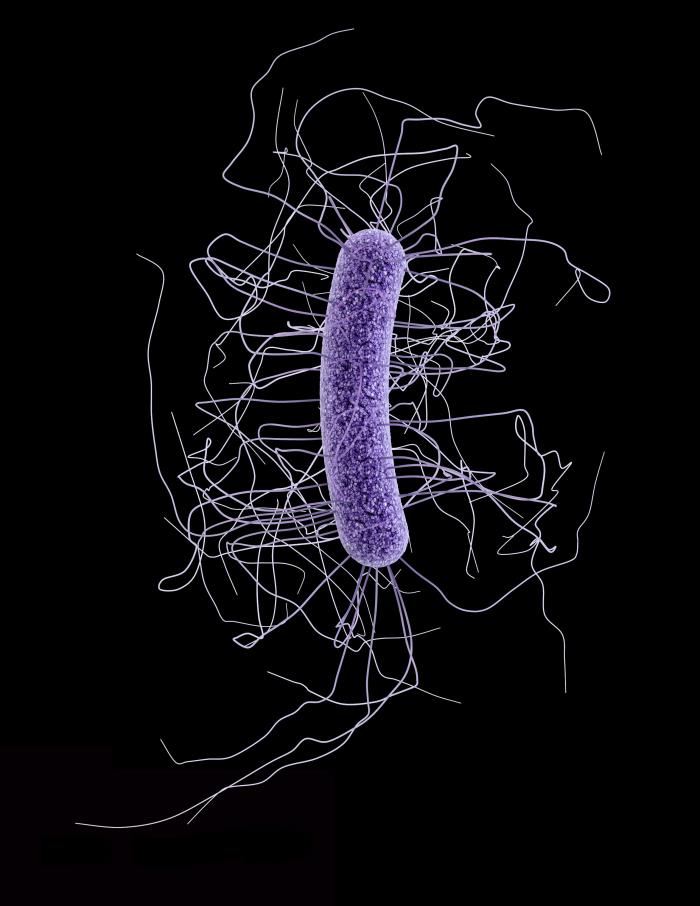 Clostridium difficile wikidoc
