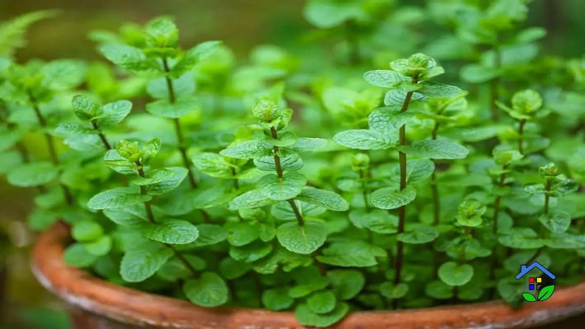 Successful Mint Growing 3 Important Factors to Keep in Mind