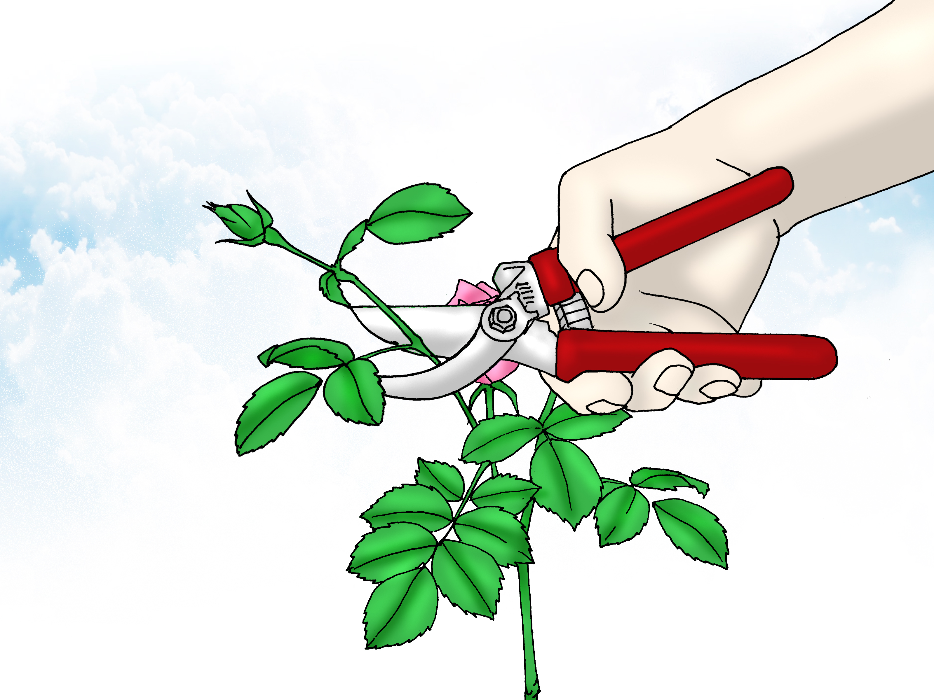 How to Grow Miniature Roses (with Pictures) wikiHow