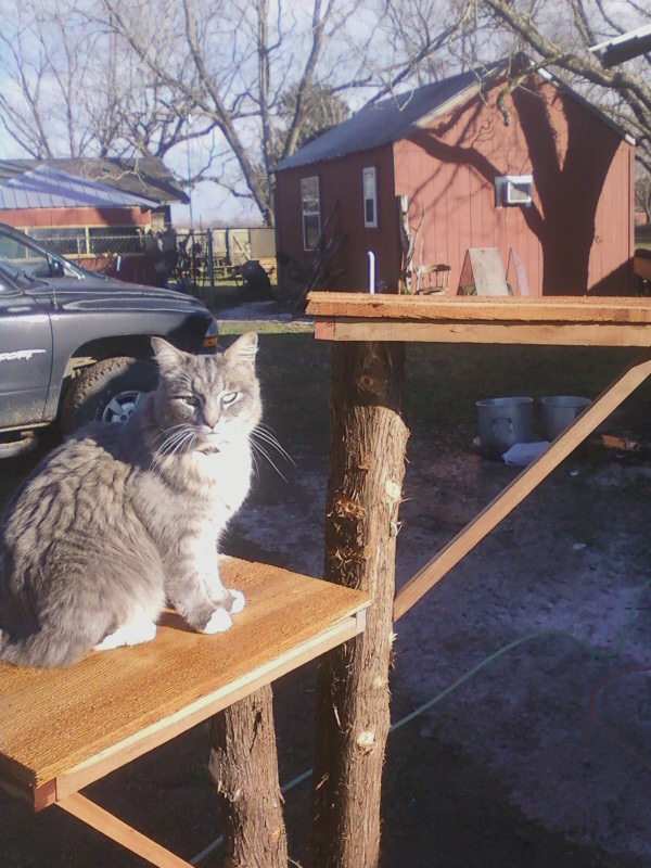 How to Build a Portable Cat's Tree House 10 Steps