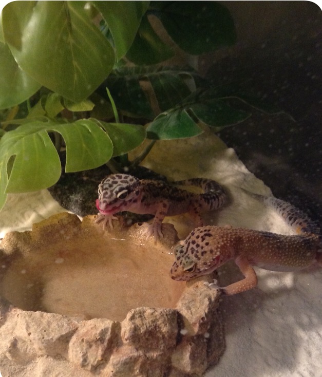 How to Create a Habitat for a Leopard Gecko 9 Steps