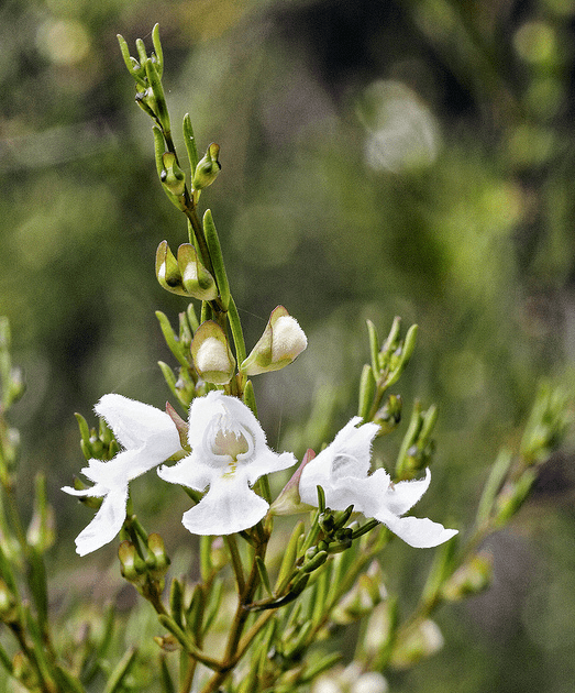 How to Create a Garden of Fragrant Australian Plants 4 Steps