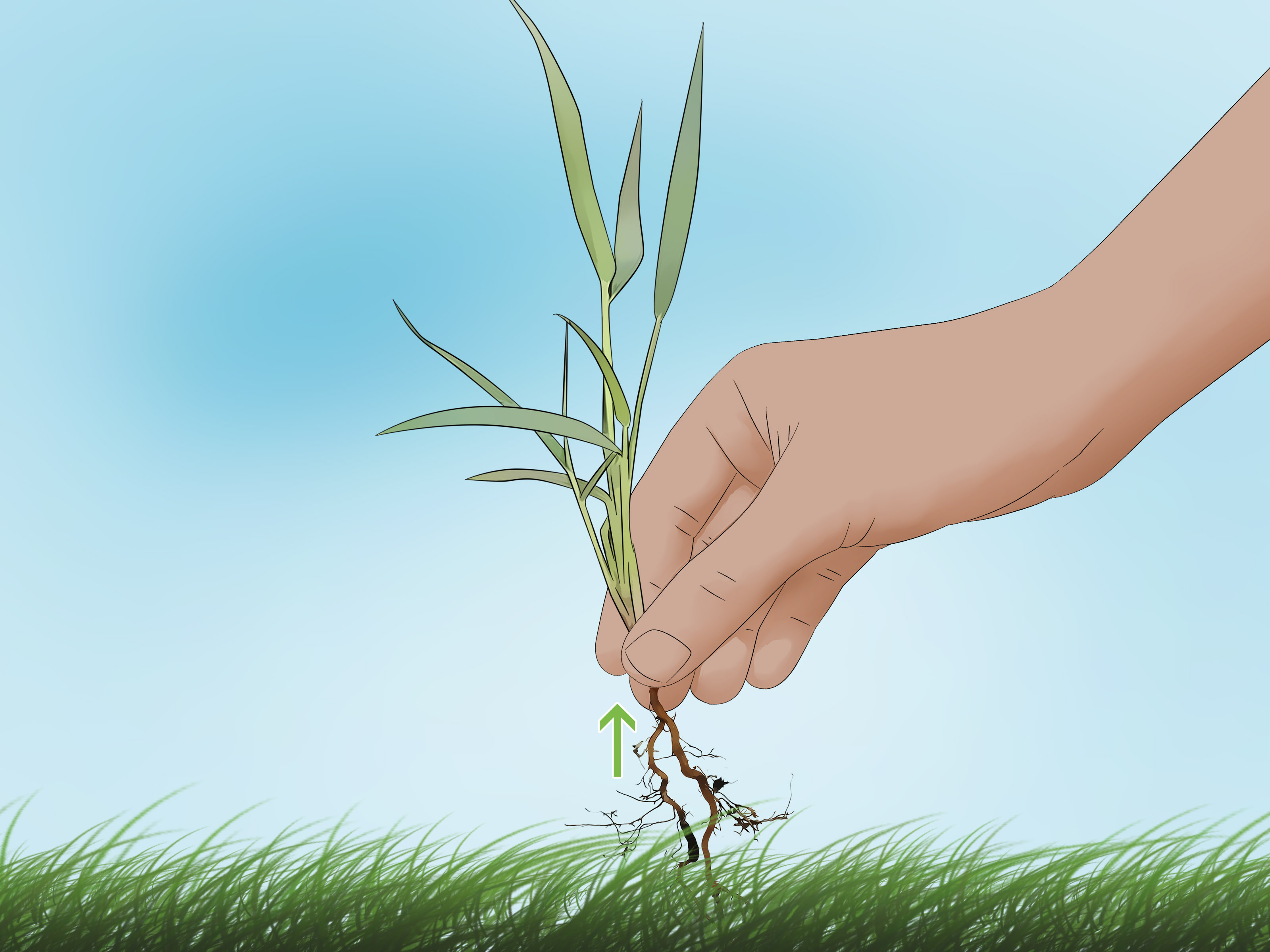 How to Lay Sod (with Pictures) wikiHow