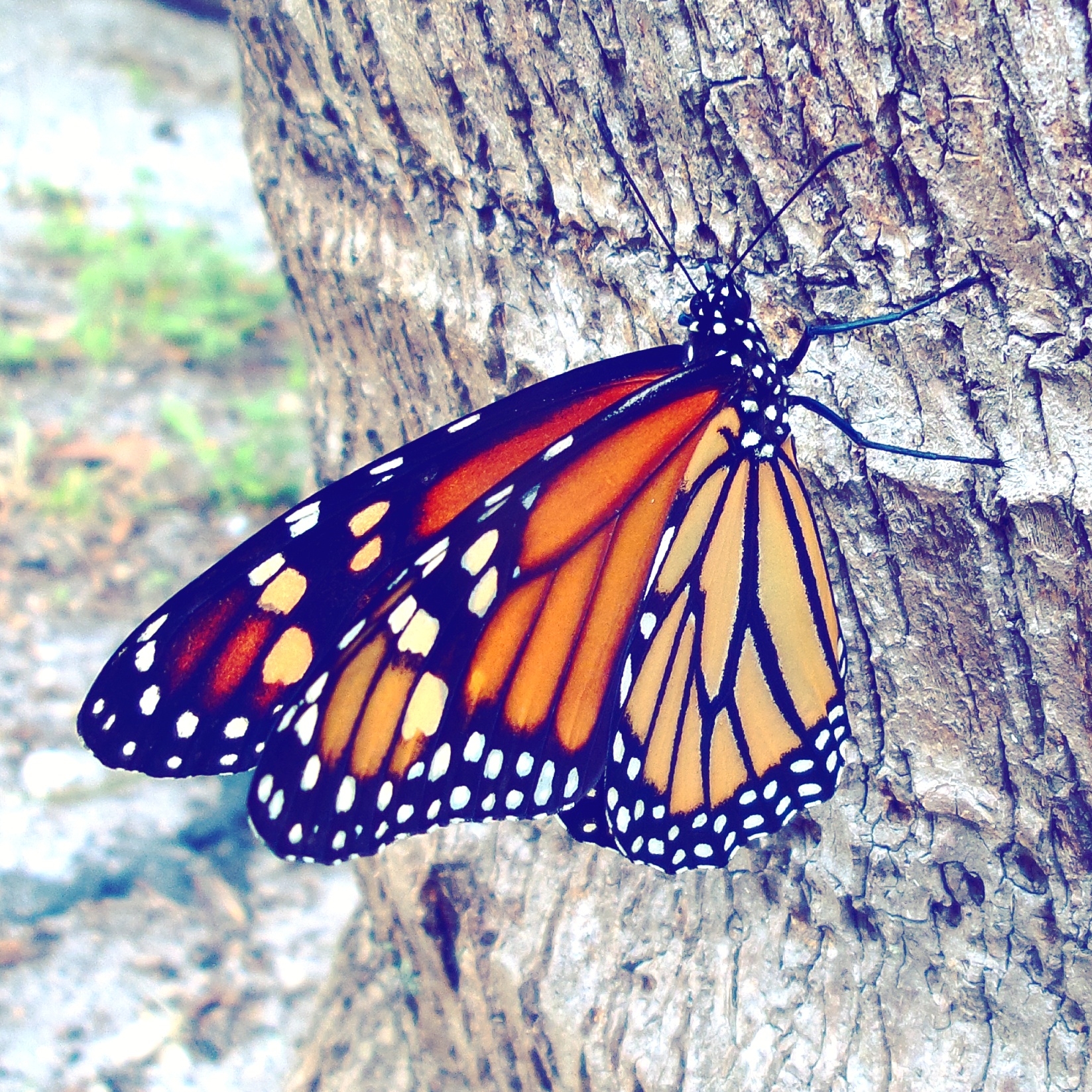 How to Catch and Raise Monarch Caterpillars (with Pictures)