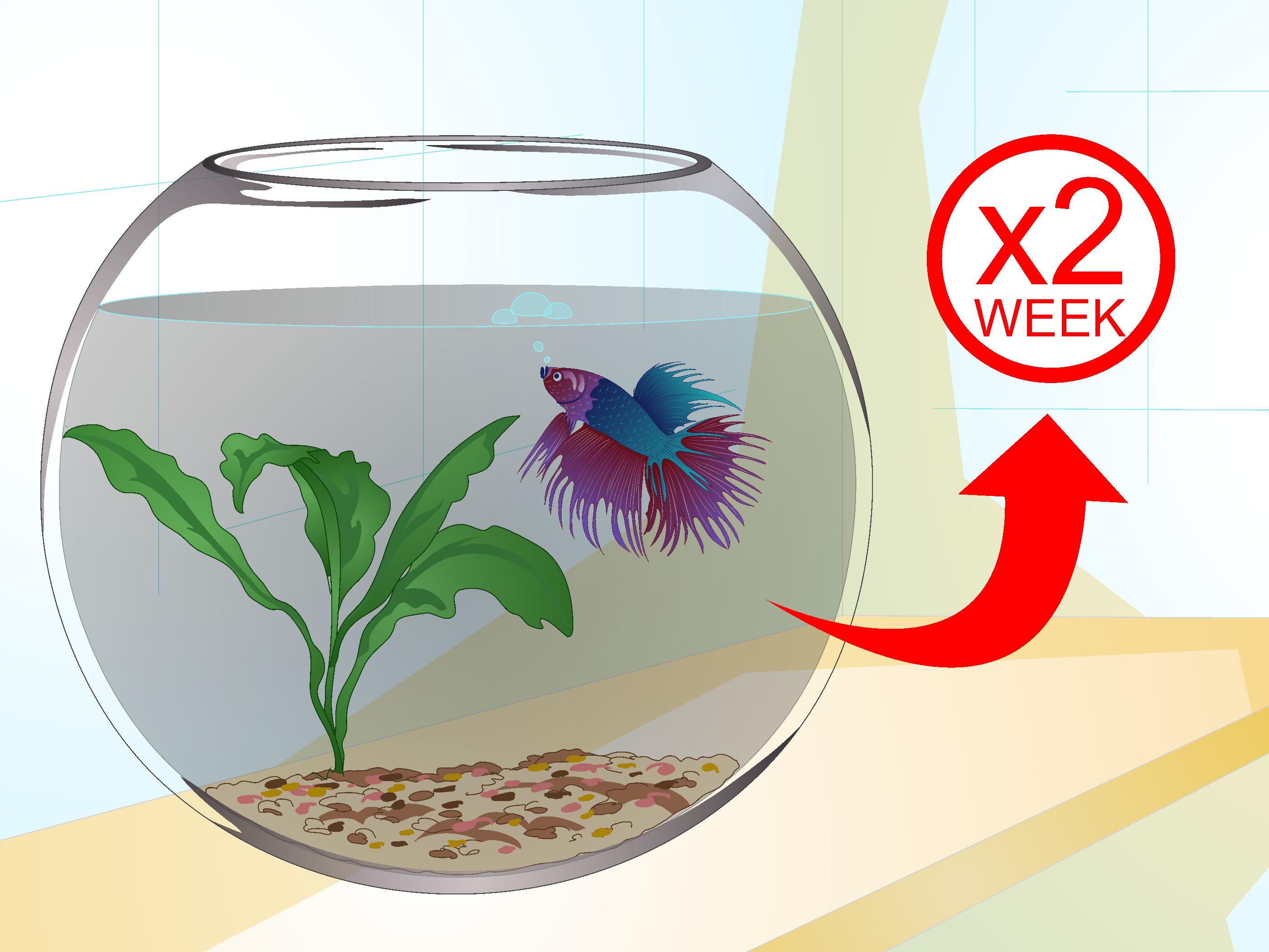 Как почистить круглый аквариум wikiHow