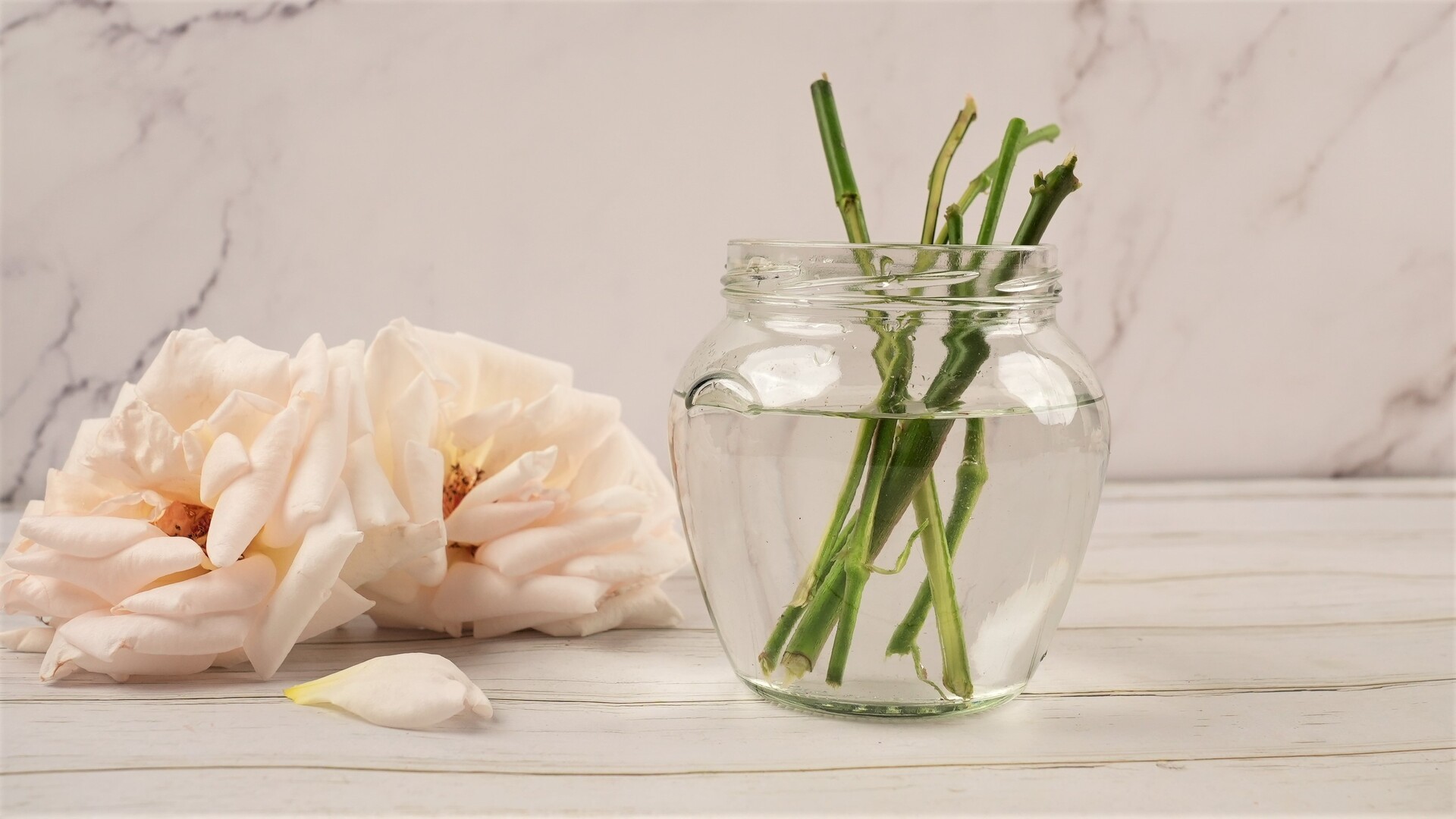 Aspirin Rooting Hormone