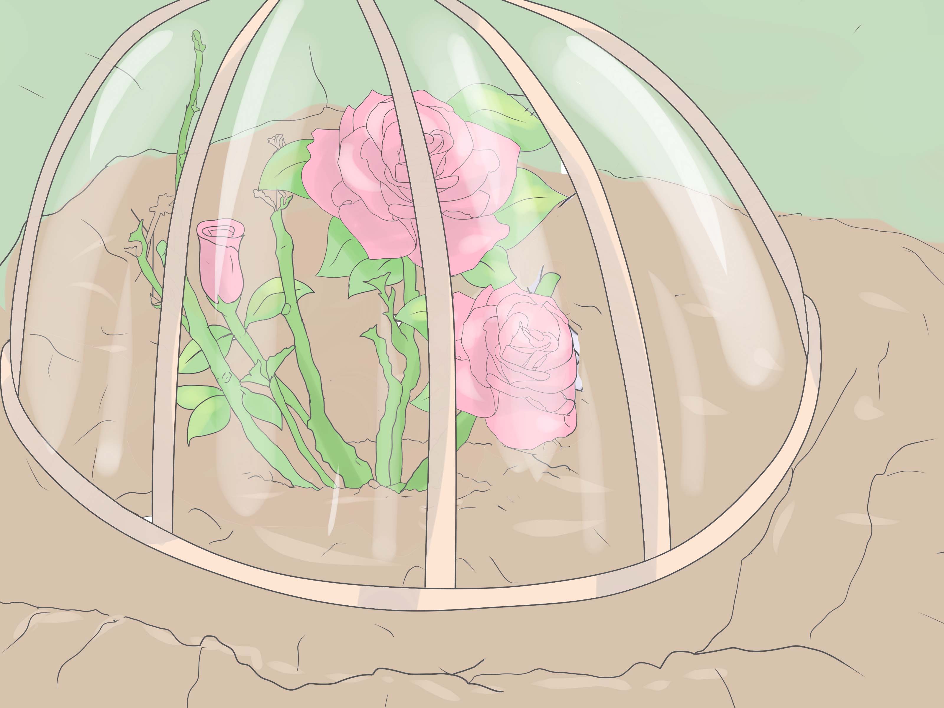 How to Plant Roses (with Pictures) wikiHow