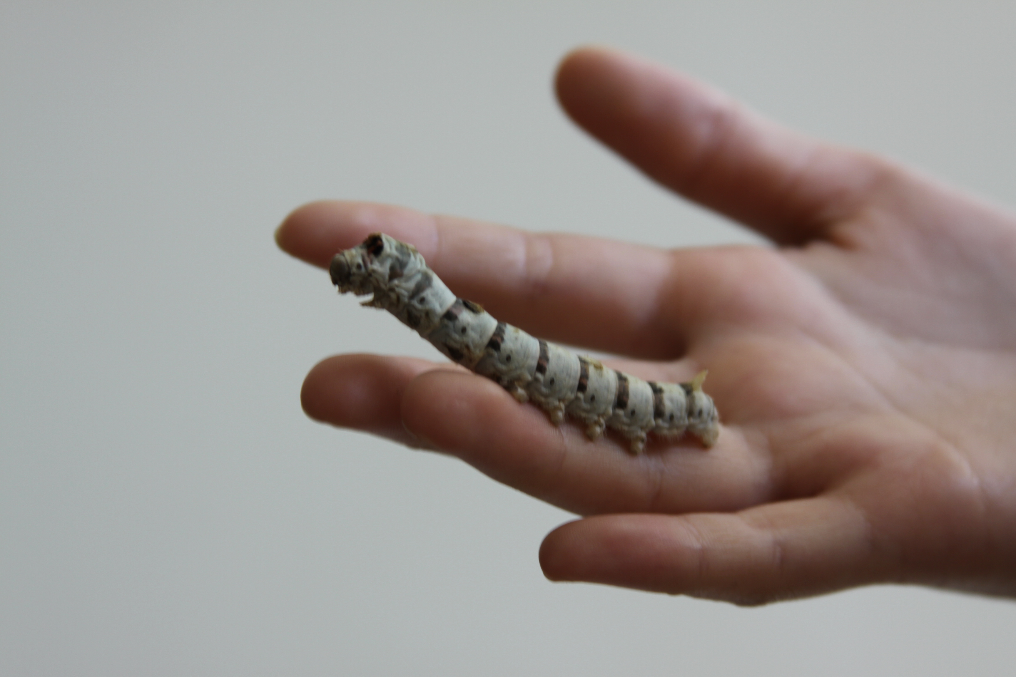 How to Breed Silkworms 8 Steps (with Pictures) wikiHow