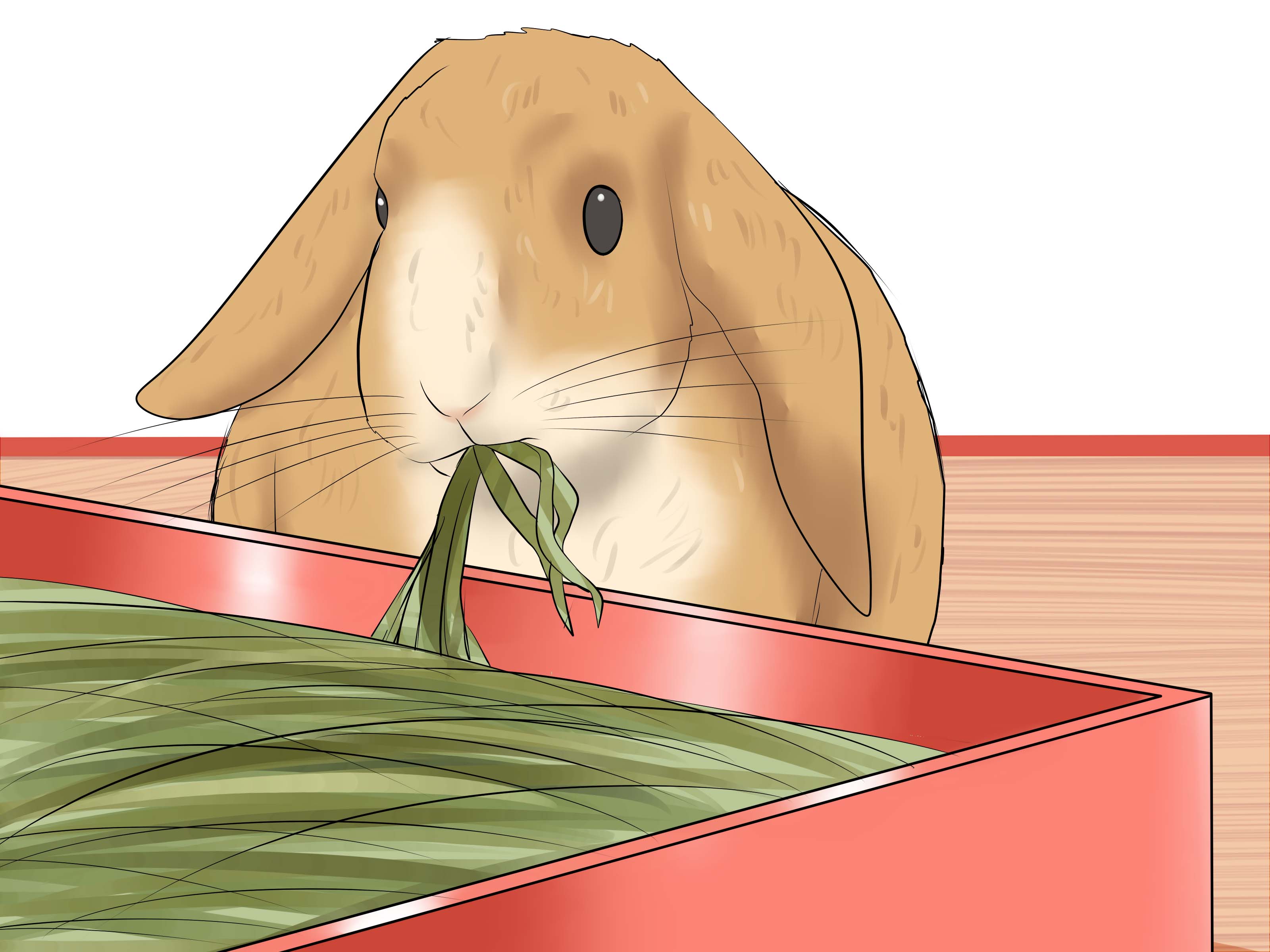 How to Tame Your Rabbit (with Pictures) wikiHow