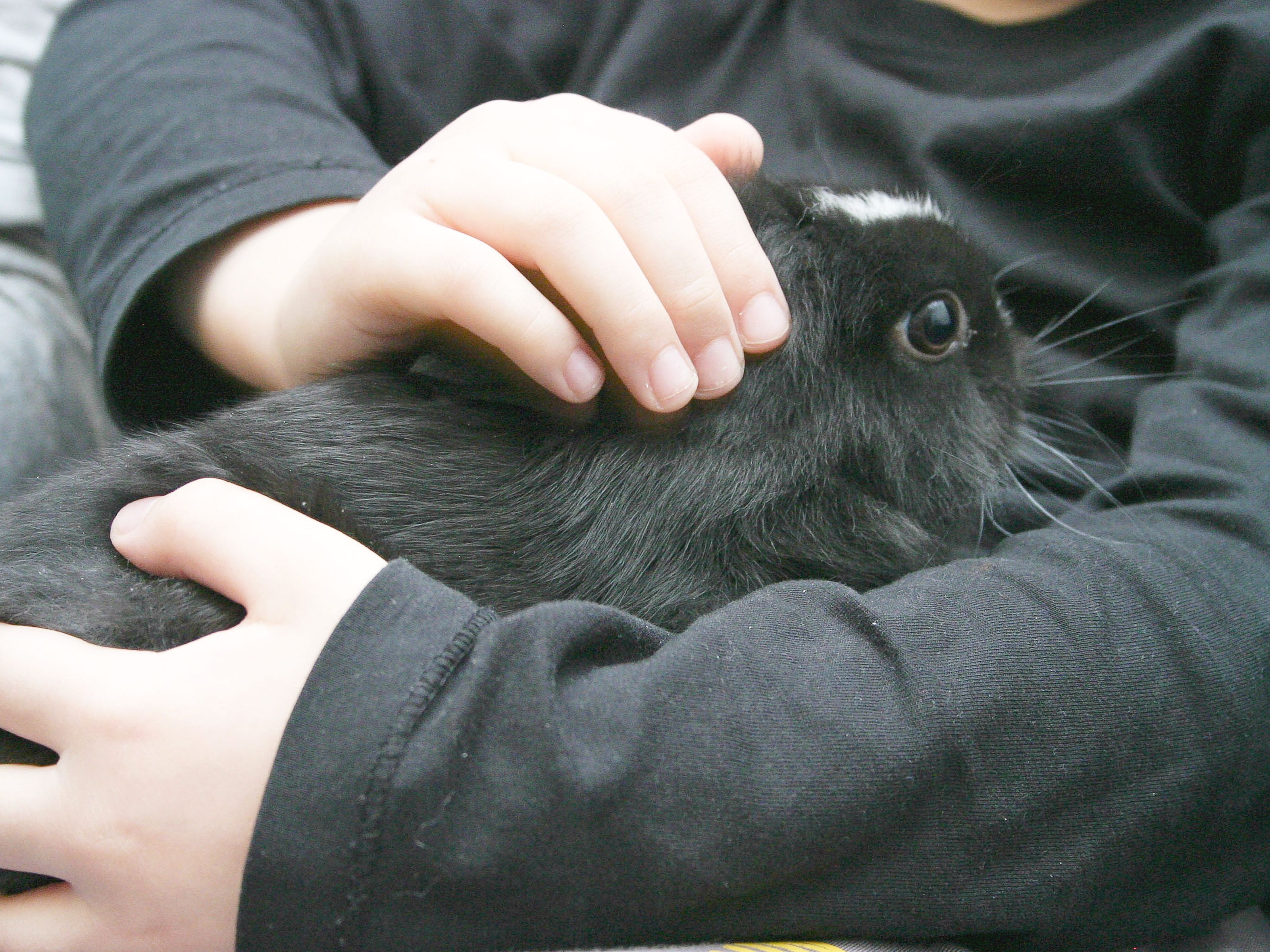 How to Show Rabbits 6 Steps (with Pictures) wikiHow