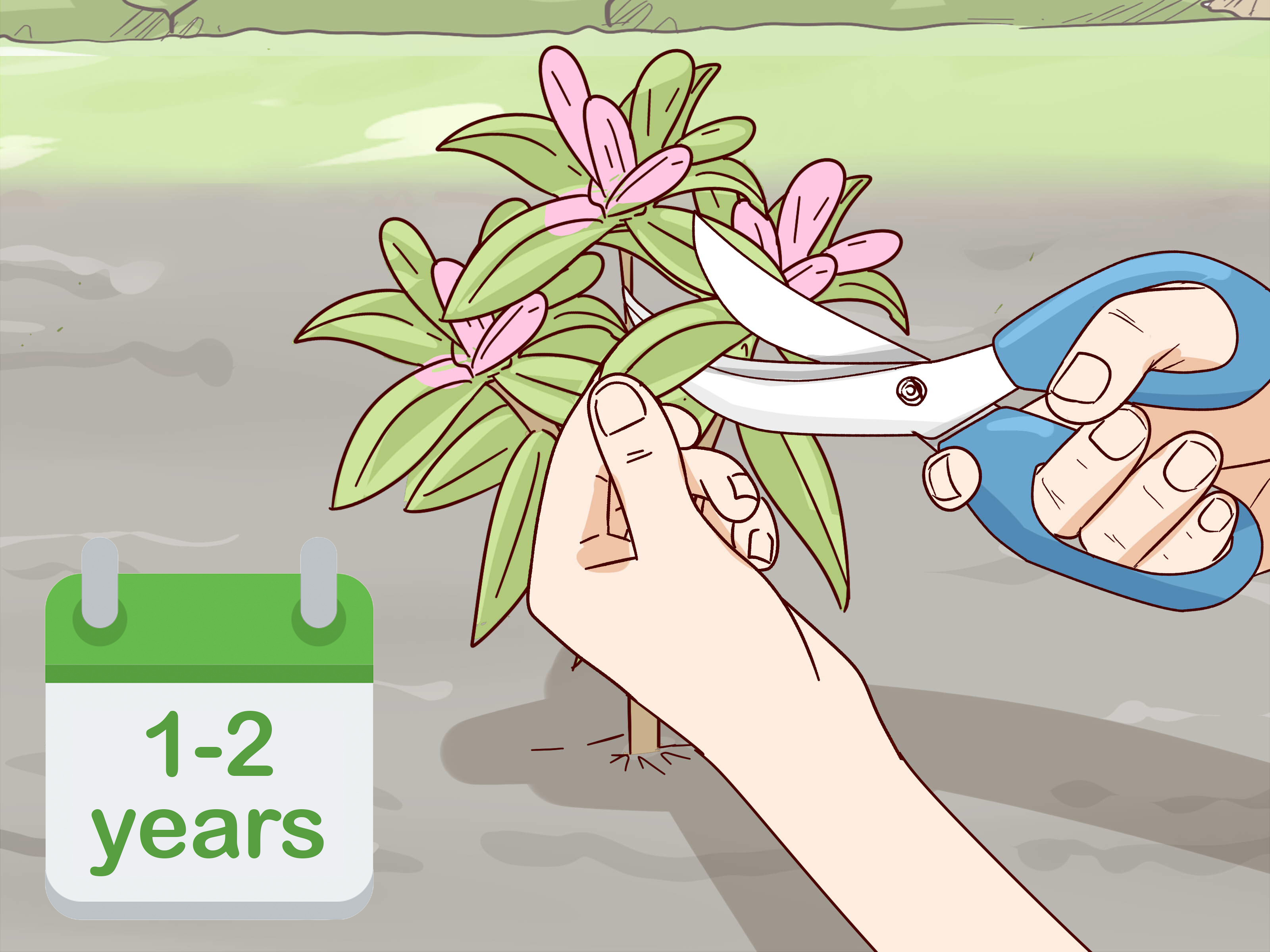 How to Grow Rhododendron 15 Steps (with Pictures) wikiHow