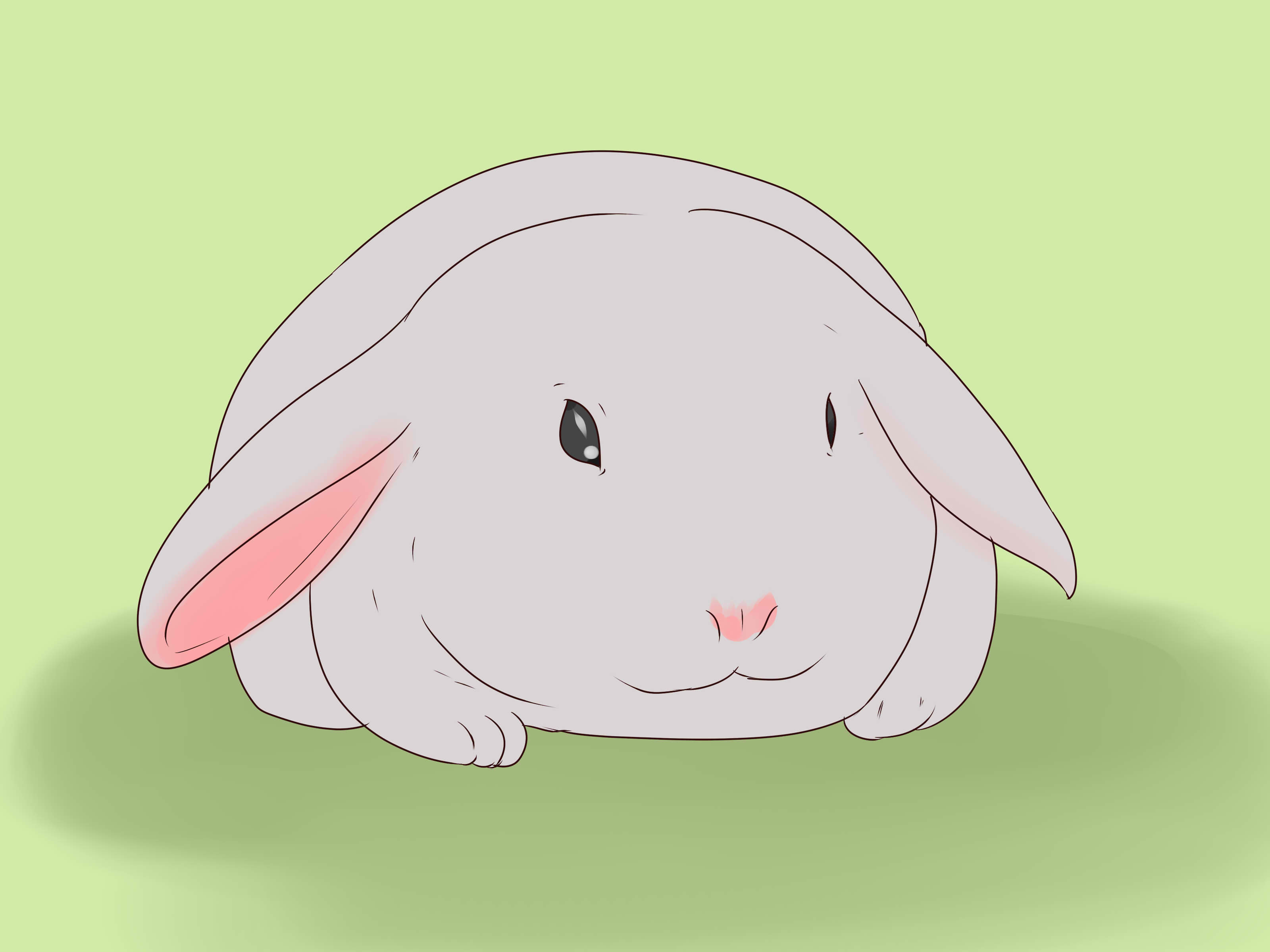 How to Care for an Injured Rabbit 9 Steps (with Pictures)