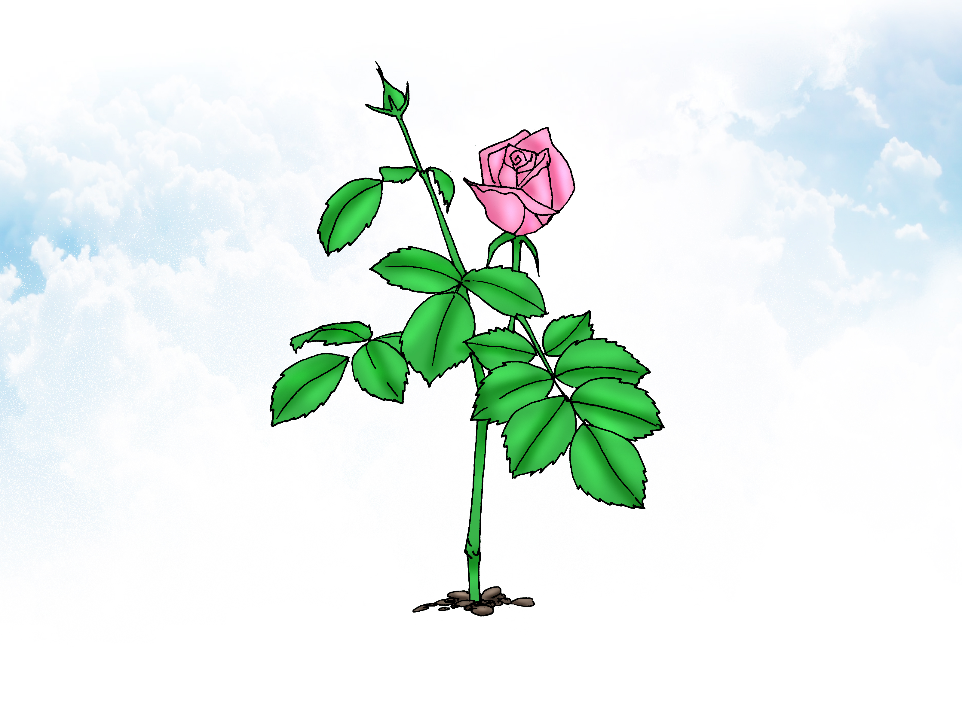 How to Grow Miniature Roses 10 Steps (with Pictures) wikiHow