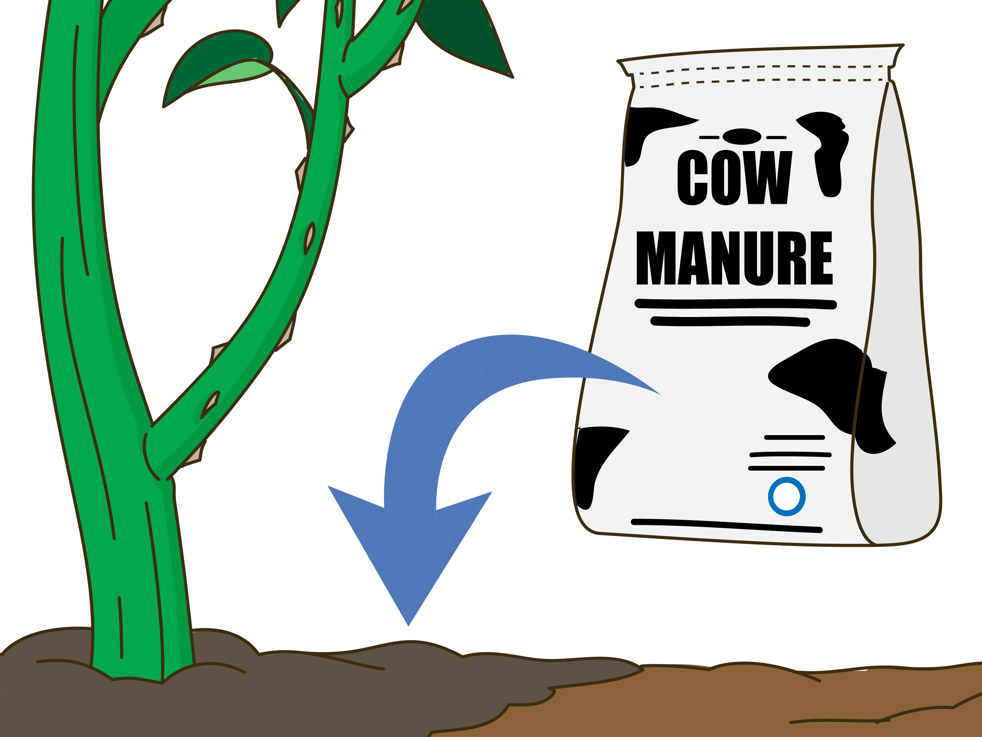 4 Ways to Maintain Roses wikiHow