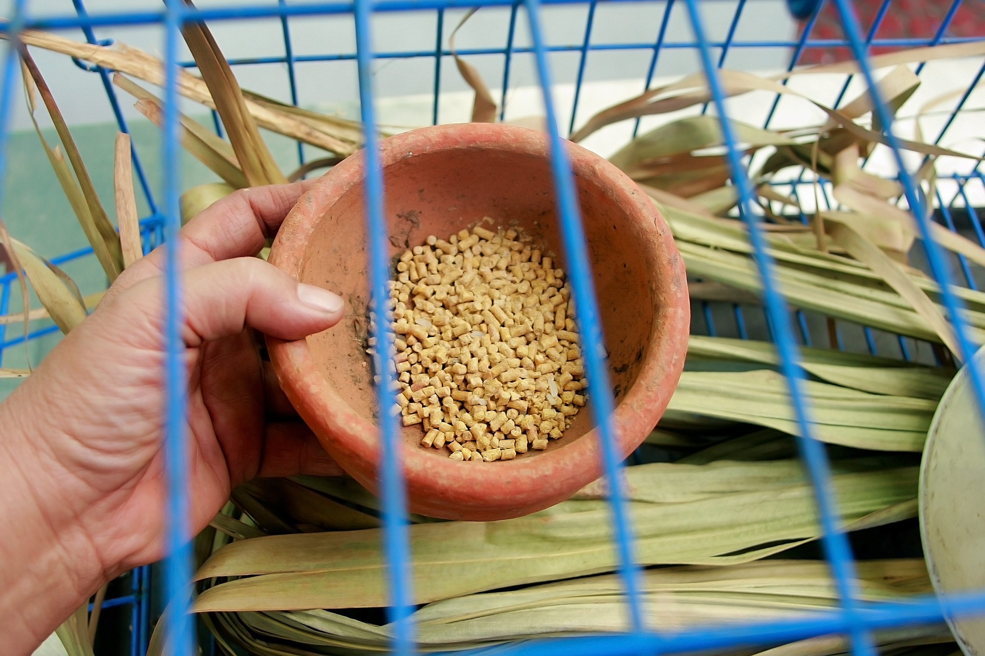 How to Set up a Rabbit Cage 15 Steps (with Pictures) wikiHow