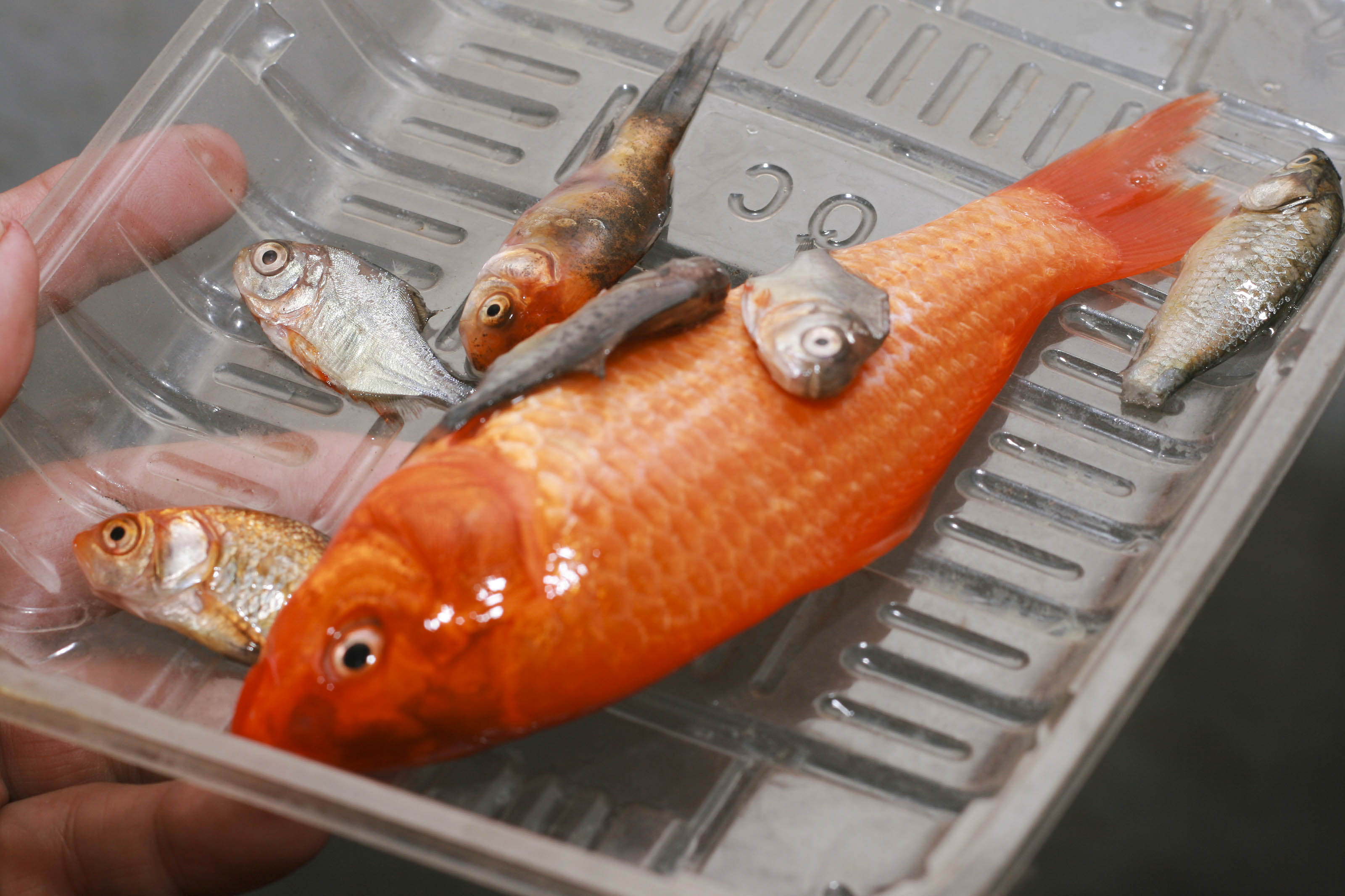 Cómo hacer composta con restos de pescado 3 Pasos