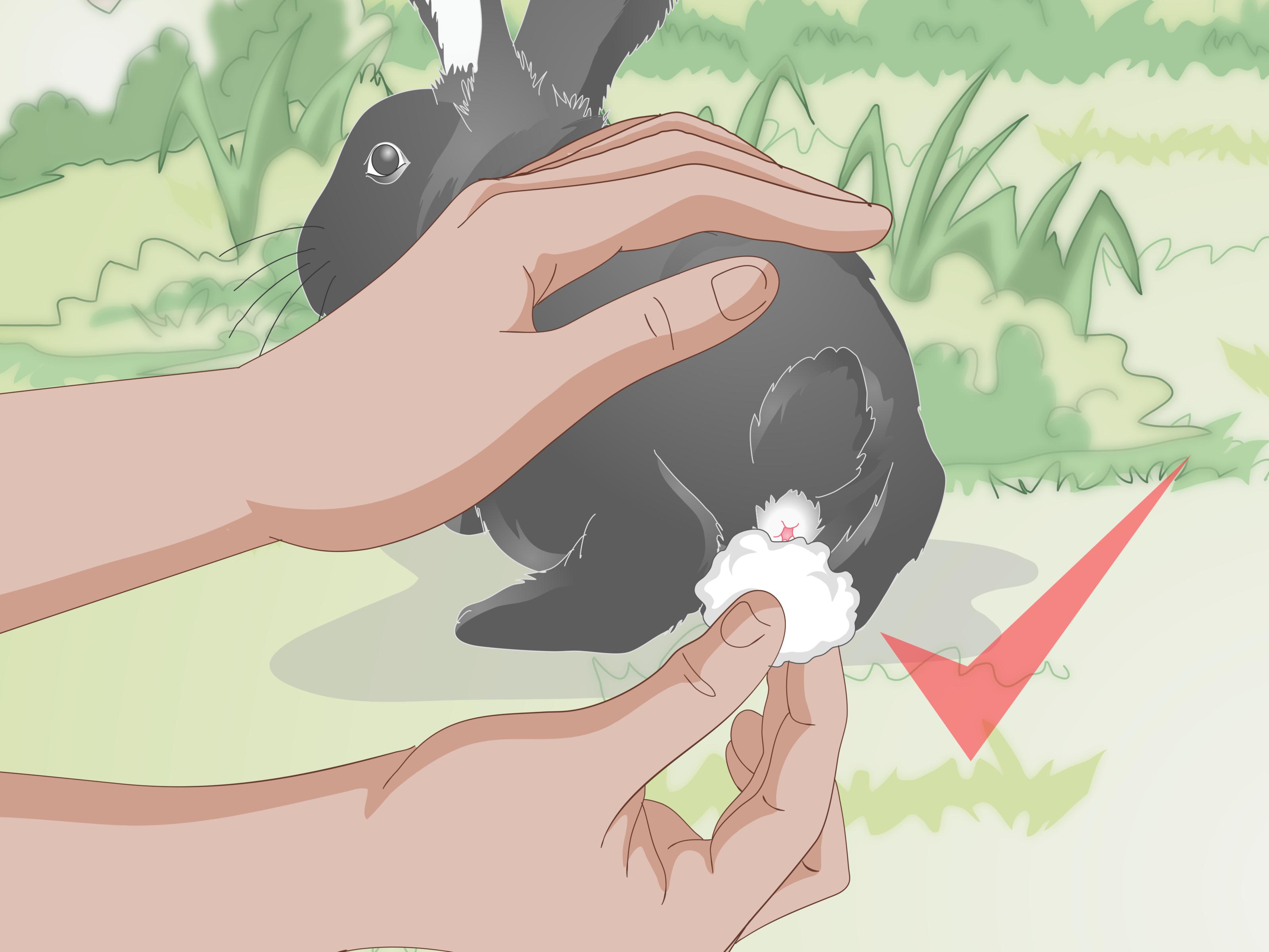 What Do Wild Rabbits Eat? (& What to Feed Them)