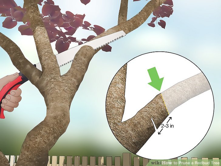 How to Prune a Redbud Tree (with Pictures) wikiHow