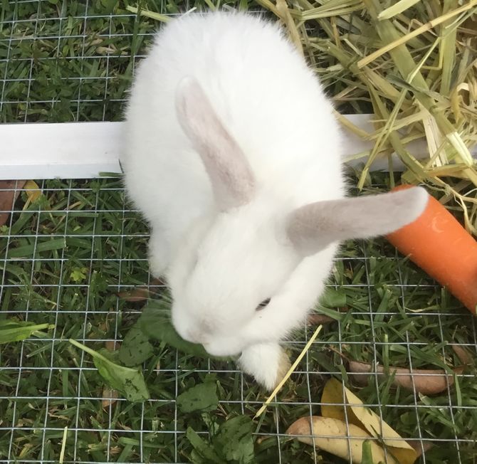 4 Ways to Train a Rabbit wikiHow