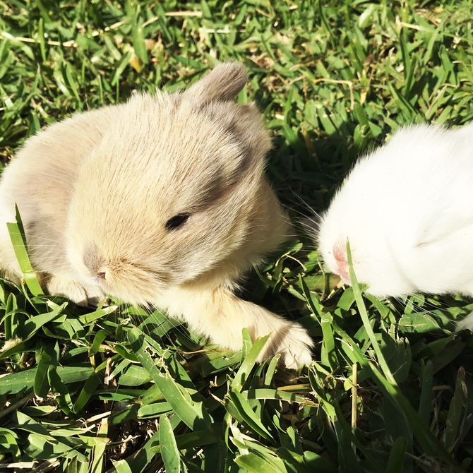 How to Care for an Outdoor Rabbit 10 Steps (with Pictures)
