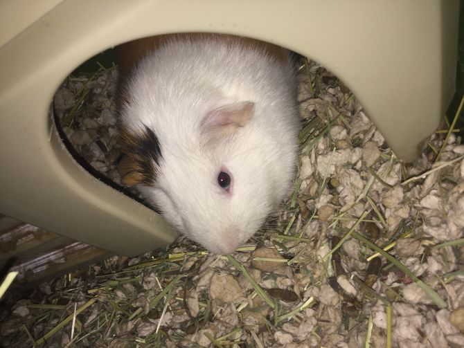 How to Bathe a Guinea Pig 15 Steps (with Pictures) wikiHow