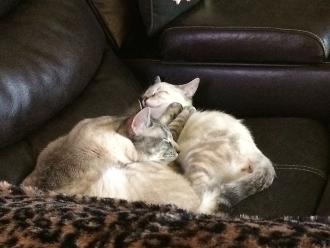 How to Deal With a Female Cat in Heat 10 Steps (with