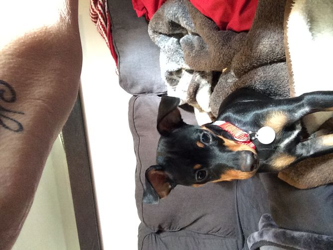 Overweight Fat Miniature Pinscher All miniature