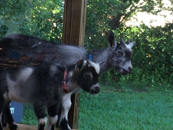 How to Care for Pygmy Goats (with Pictures) wikiHow