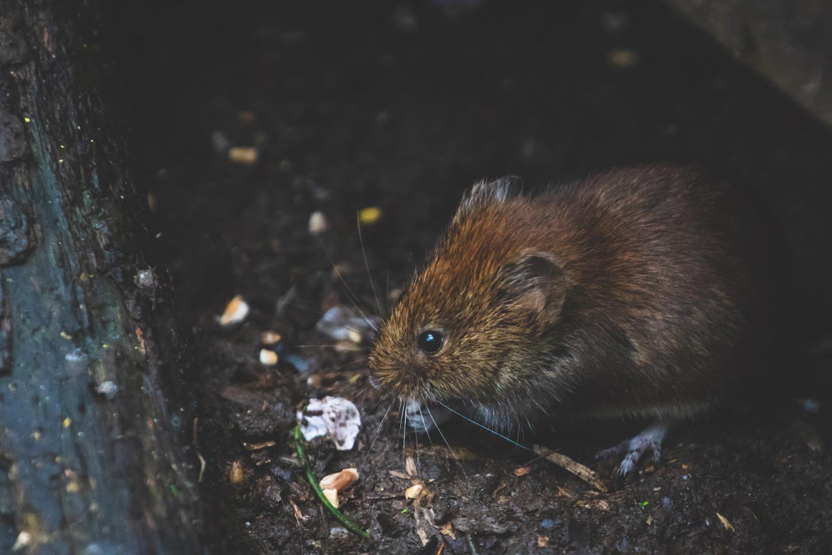 Common DIY Rodent Control Fails Rodent Repellent WilKil Pest Control
