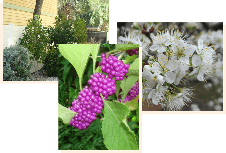 Florida Native Nursery and Landscaping Services Largo and St