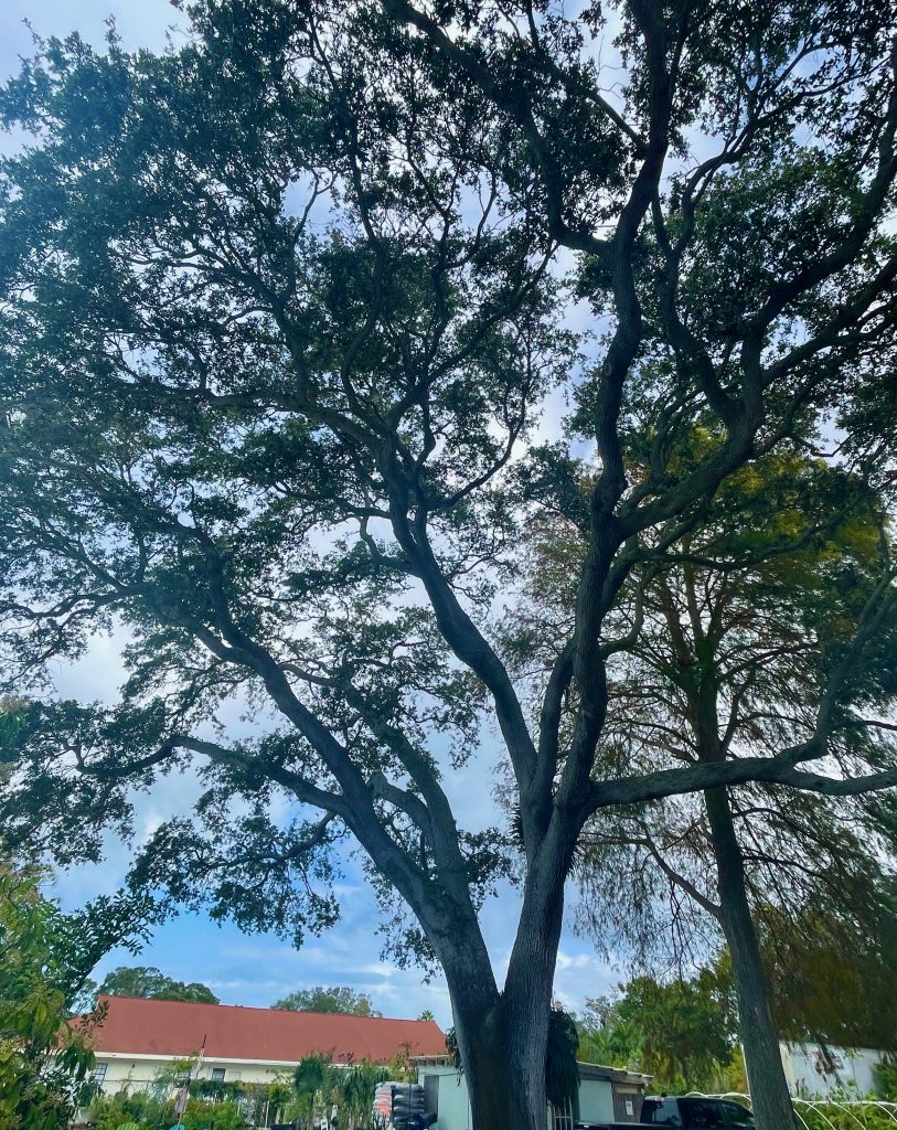 Southern Live Oak, Quercus virginiana Florida Native Nursery and