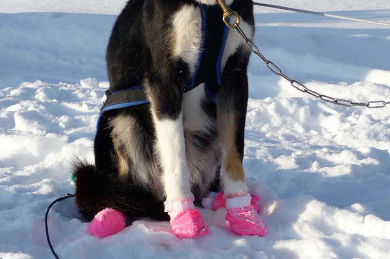 Sponsoring Support für unsere Huskies Wildact Hundeschlittentour