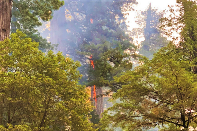 Sprinkler System Key to Containment of Fire in Canopy in Jedediah Smith